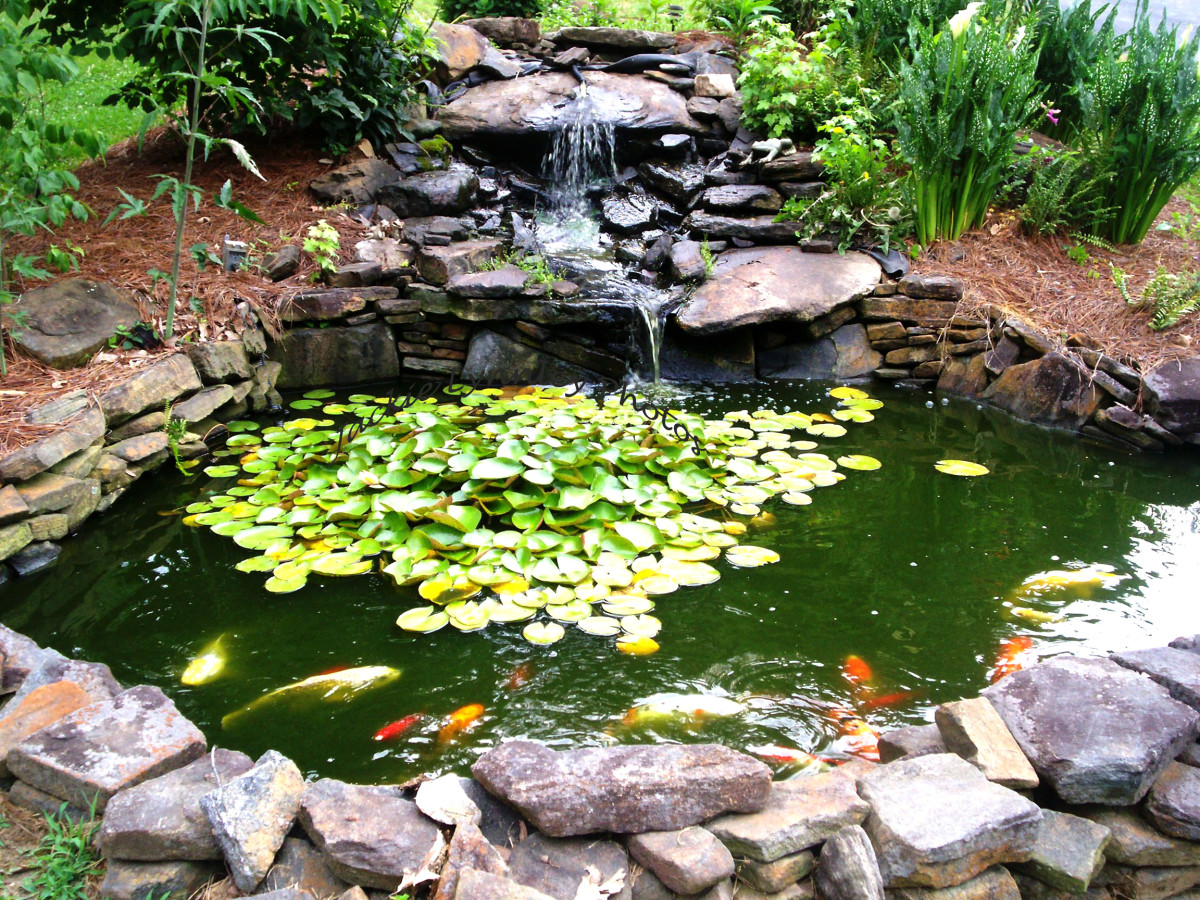 How to Build a Goldfish Pond