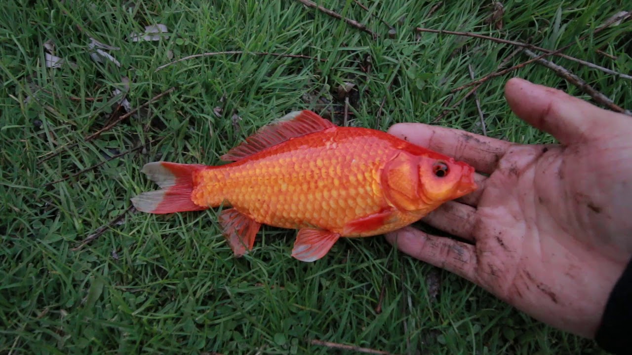 How to Catch Goldfish in a Pond