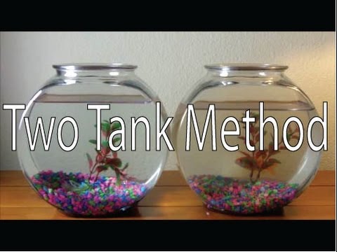 How to Clean a Goldfish Bowl