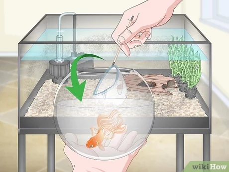 How to Clean a Goldfish Tank