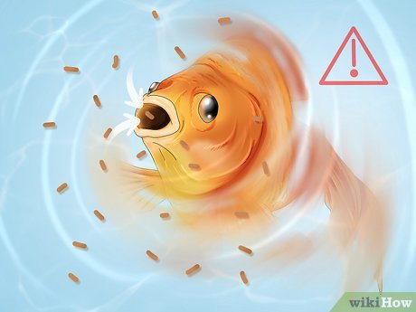 How to Fix Swim Bladder in Goldfish