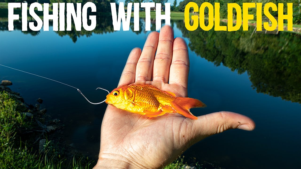 How to Hook a Goldfish for Bait