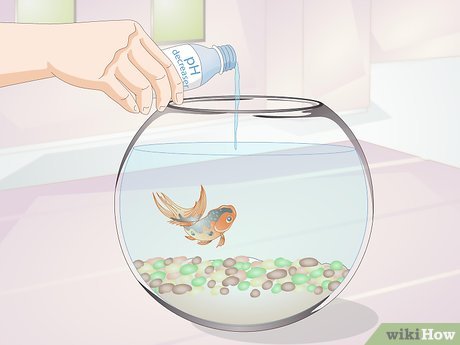 How to Keep Goldfish Alive