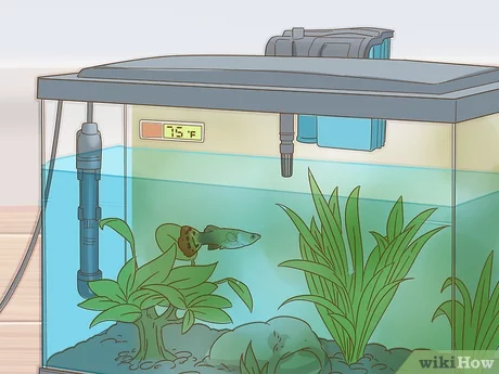 How to Look After Guppies