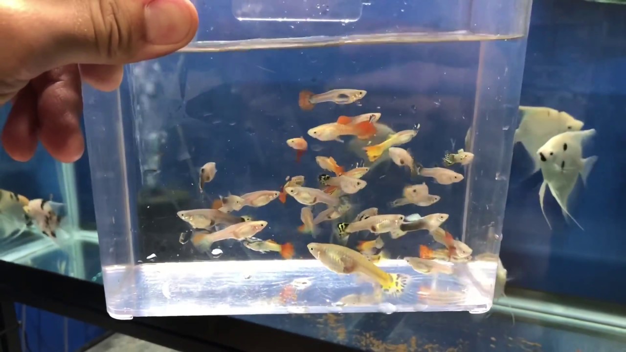 How to Sell Guppies