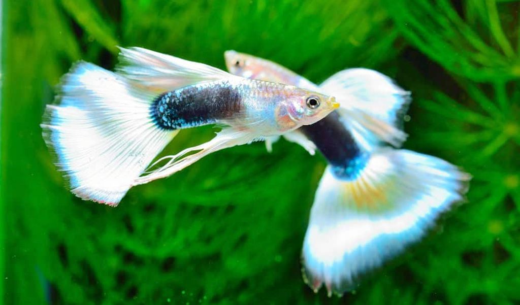 How to Stop Guppies from Breeding