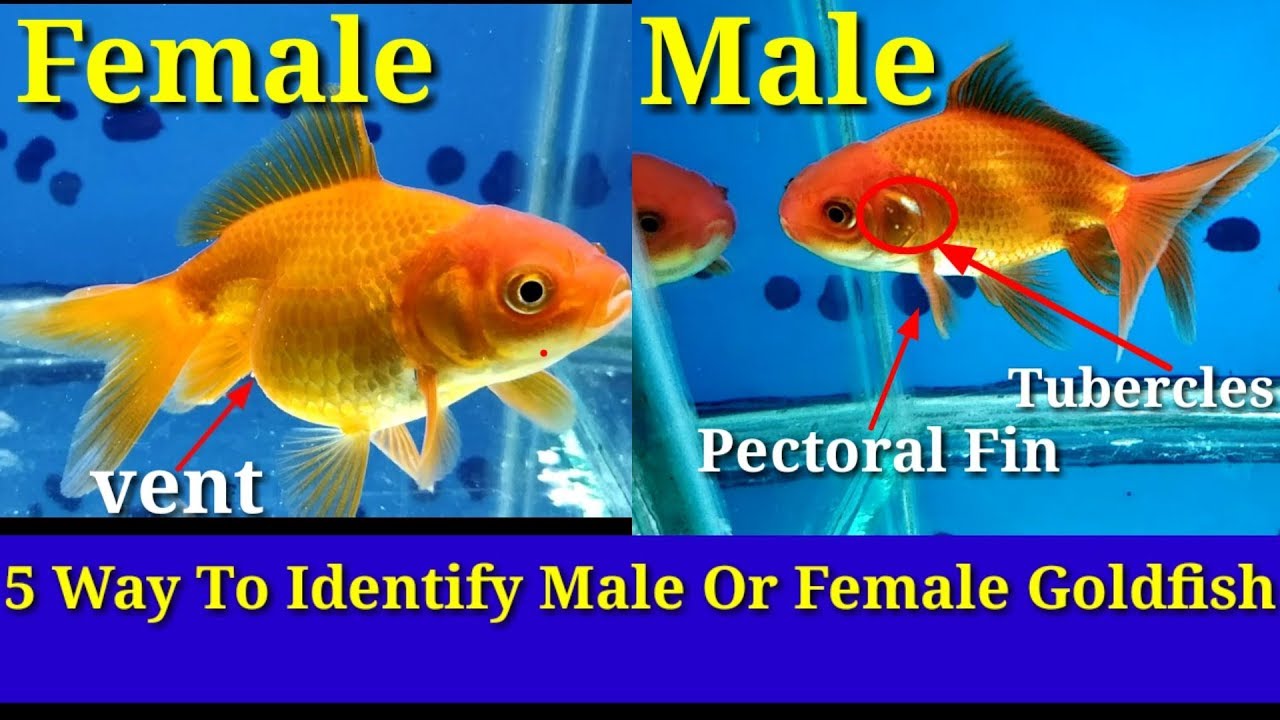 How to Tell If a Goldfish is Male Or Female