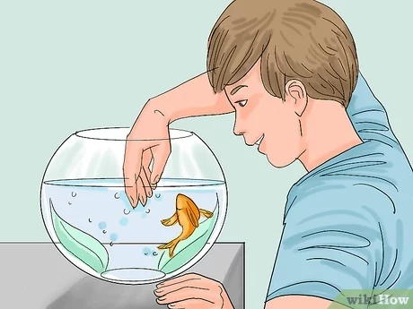 How to Train Goldfish