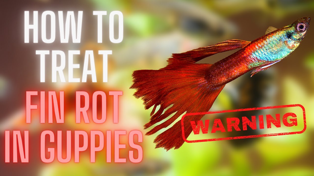 How To Treat Fin Rot In Guppies: Proven Remedies & Tips - Vet Advises