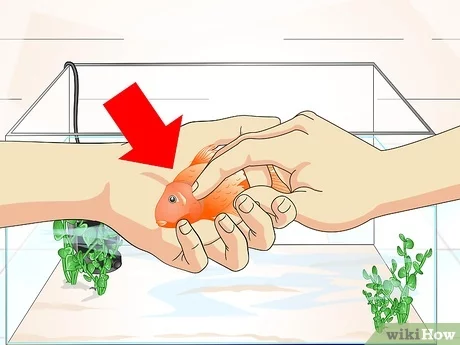 How to Treat Ich in Goldfish