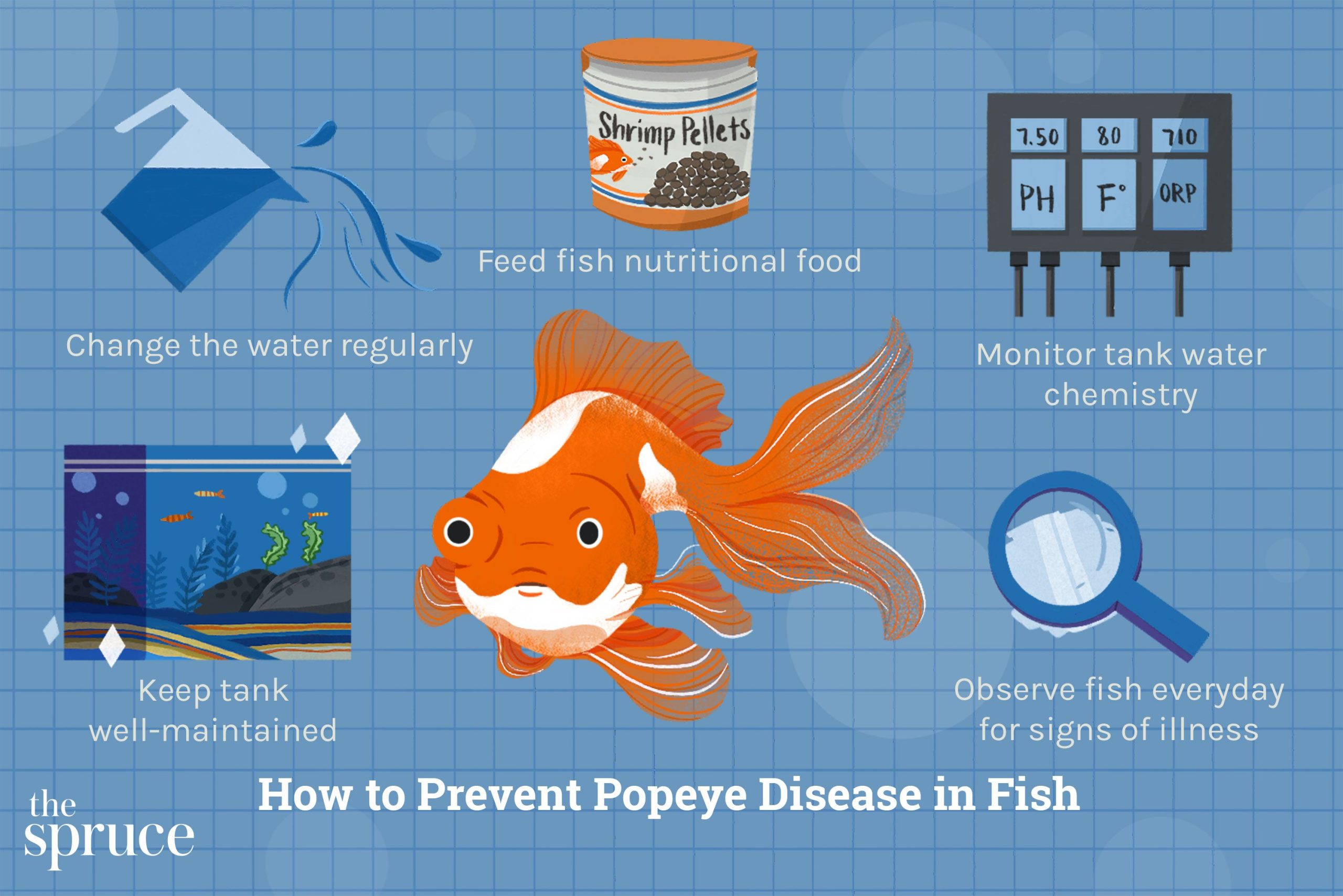 How to Treat Popeye in Goldfish