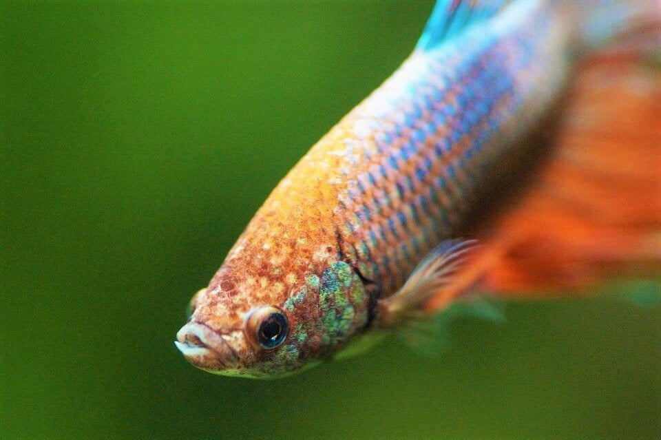 Is It Cruel To Keep Fish In A Tank Bowl Or Pond