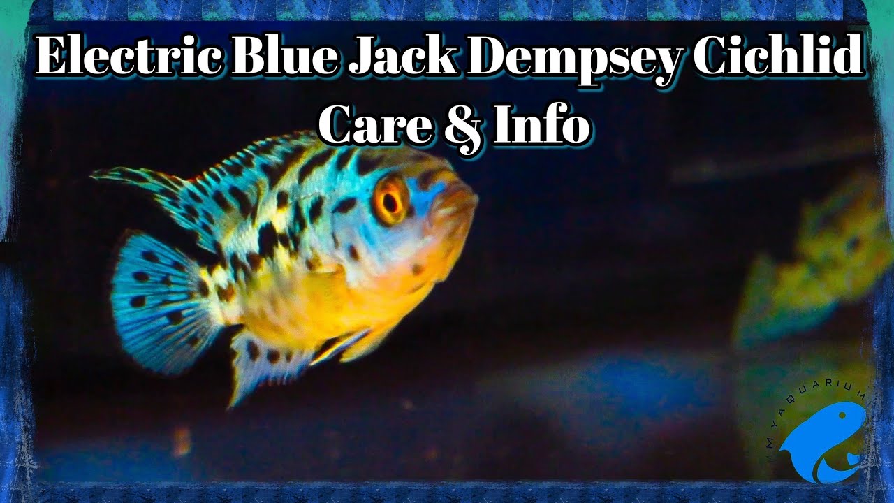 Jack Dempsey Cichlid Care And Facts