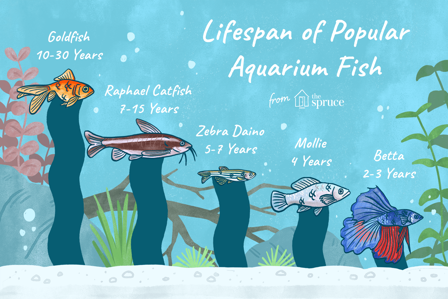 Platy Lifespan