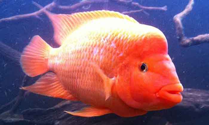 Red Devil Cichlid Care