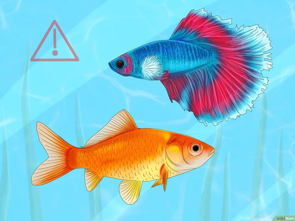 Steps To Treat Swim Bladder Disease In Fish With Epsom Salt