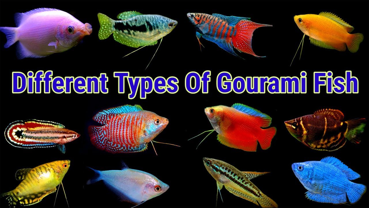 Types Of Dwarf Gouramis