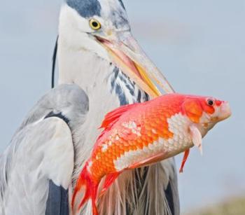 What Animals Eat Goldfish