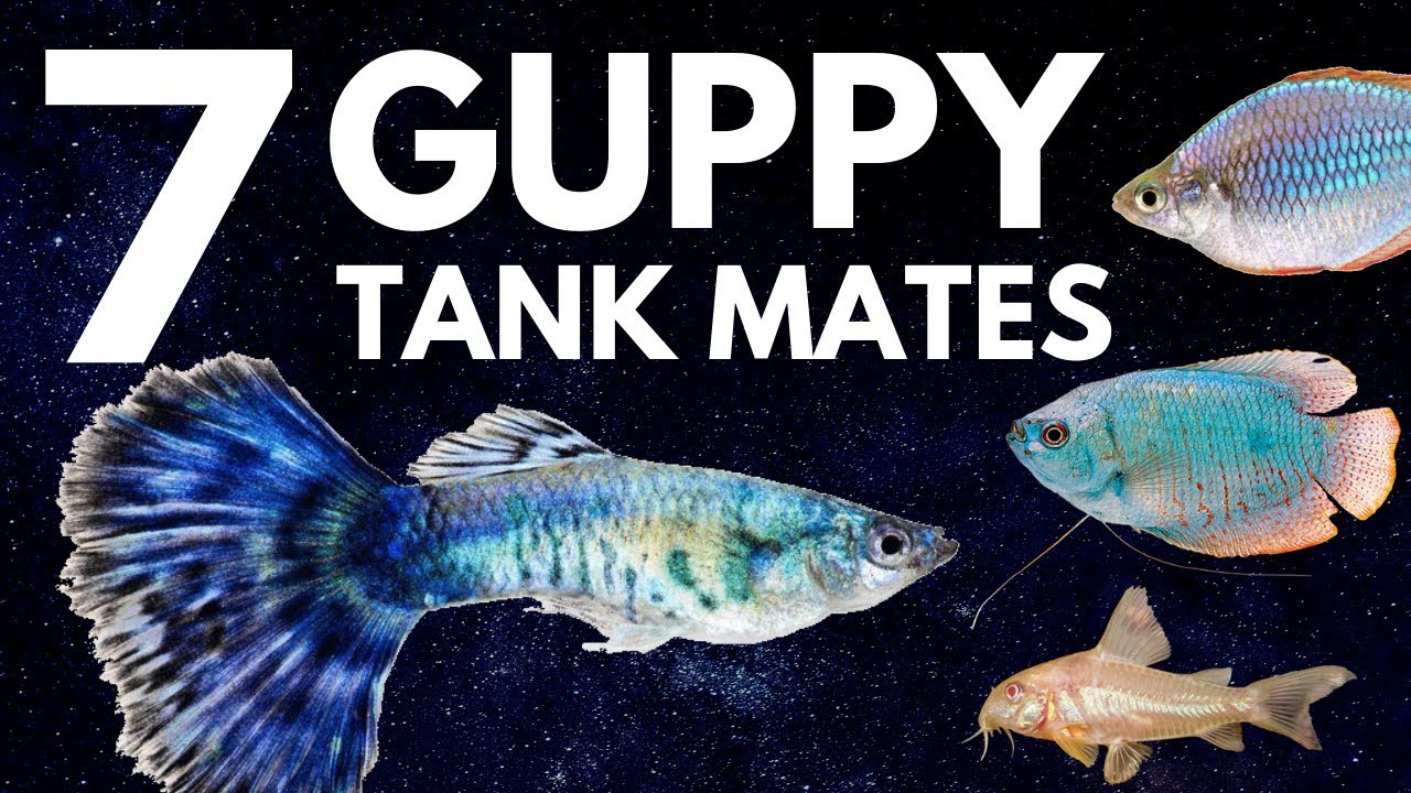 What Can Live With Guppies