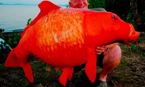 What Do Goldfish Eat In The Wild: Diet Secrets Unveiled - Vet Advises
