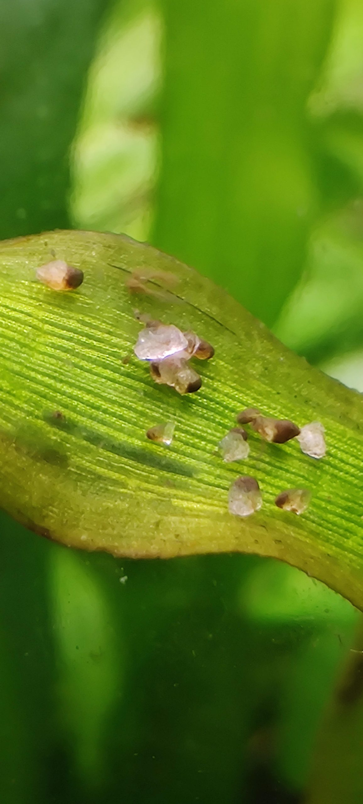 What Do Guppies Eggs Look Like