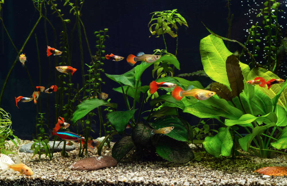 What Do Guppies Like in Their Tank