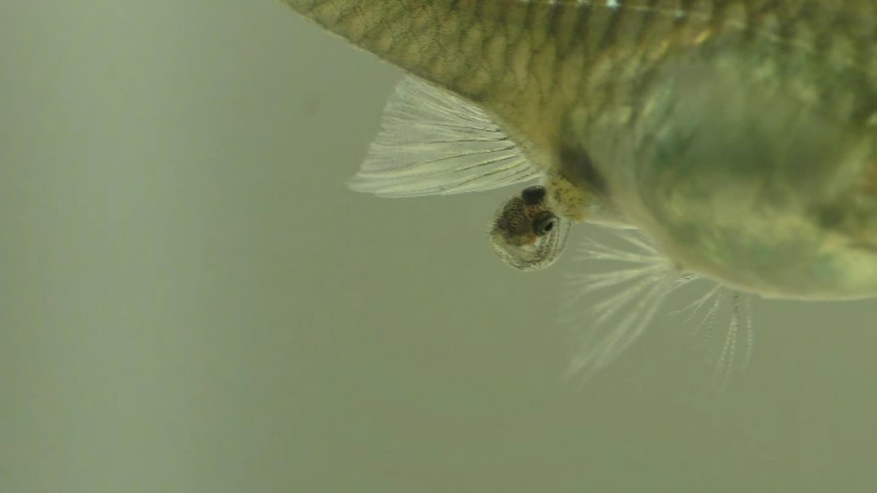 What Do Newborn Guppies Look Like