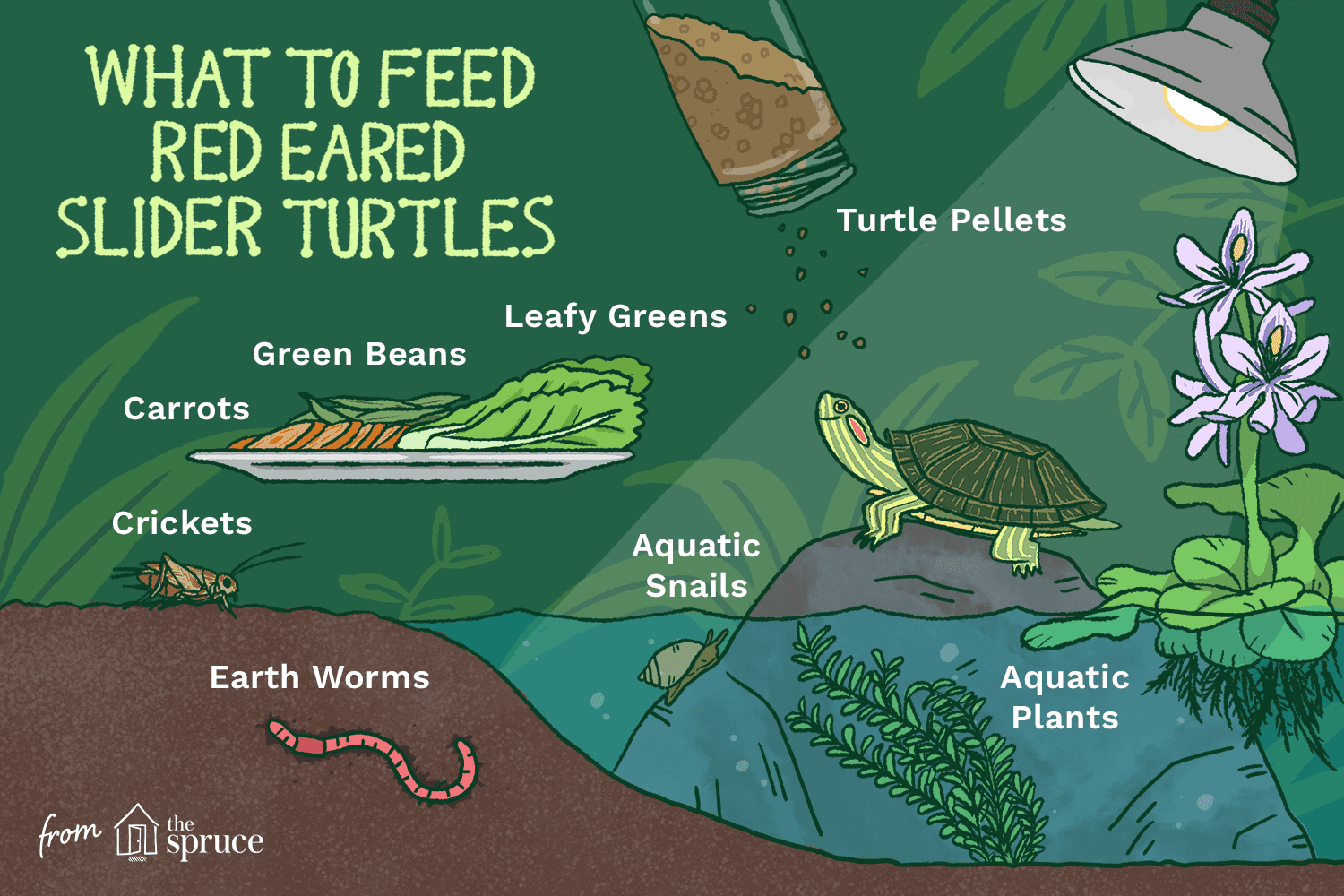 What Do Red Bellied Turtles Eat