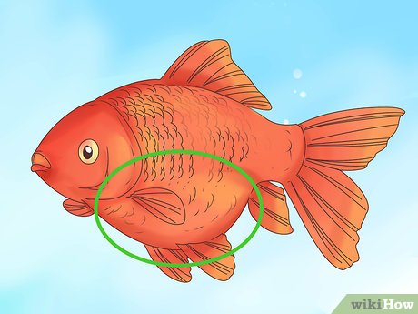 What Does a Pregnant Goldfish Look Like