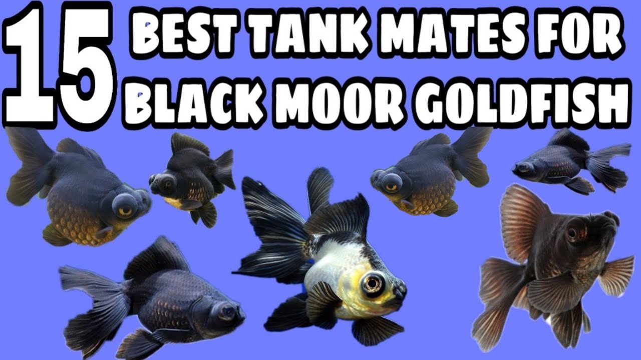 What Fish are Compatible With Black Moor Goldfish