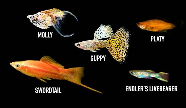 What Fish Can Live With Mollies And Guppies