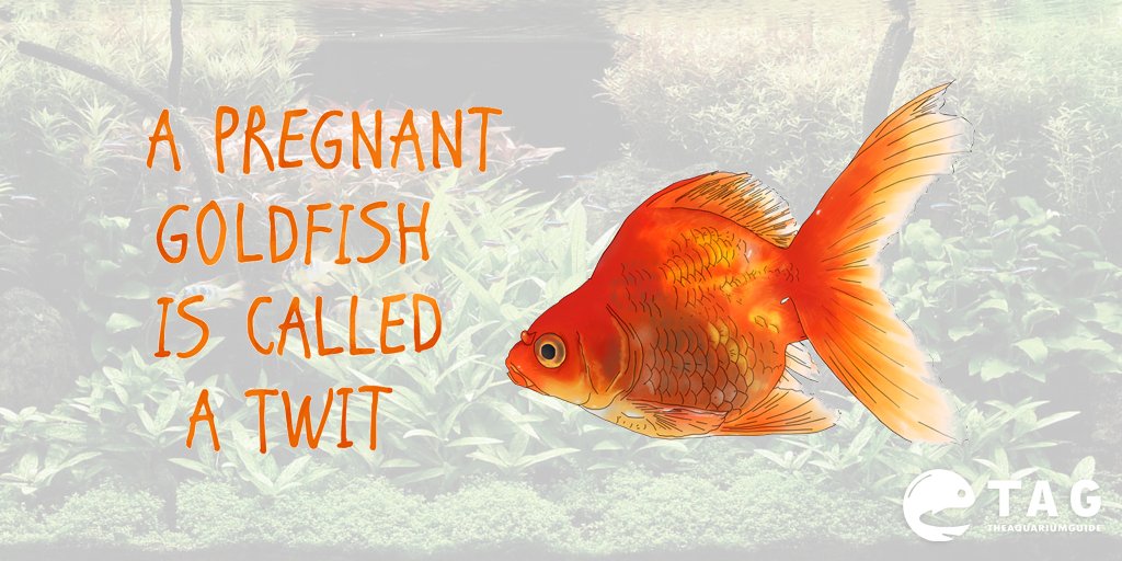 What is a Pregnant Goldfish Called