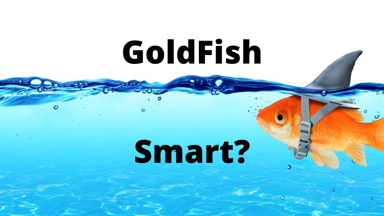 What is the Iq of a Goldfish