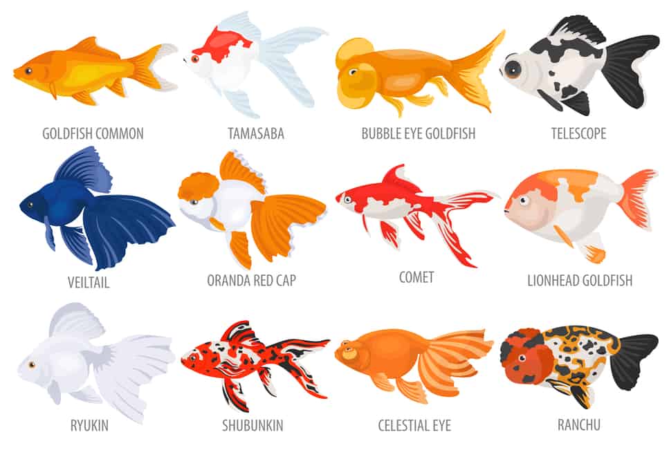 What Type of Goldfish Do I Have