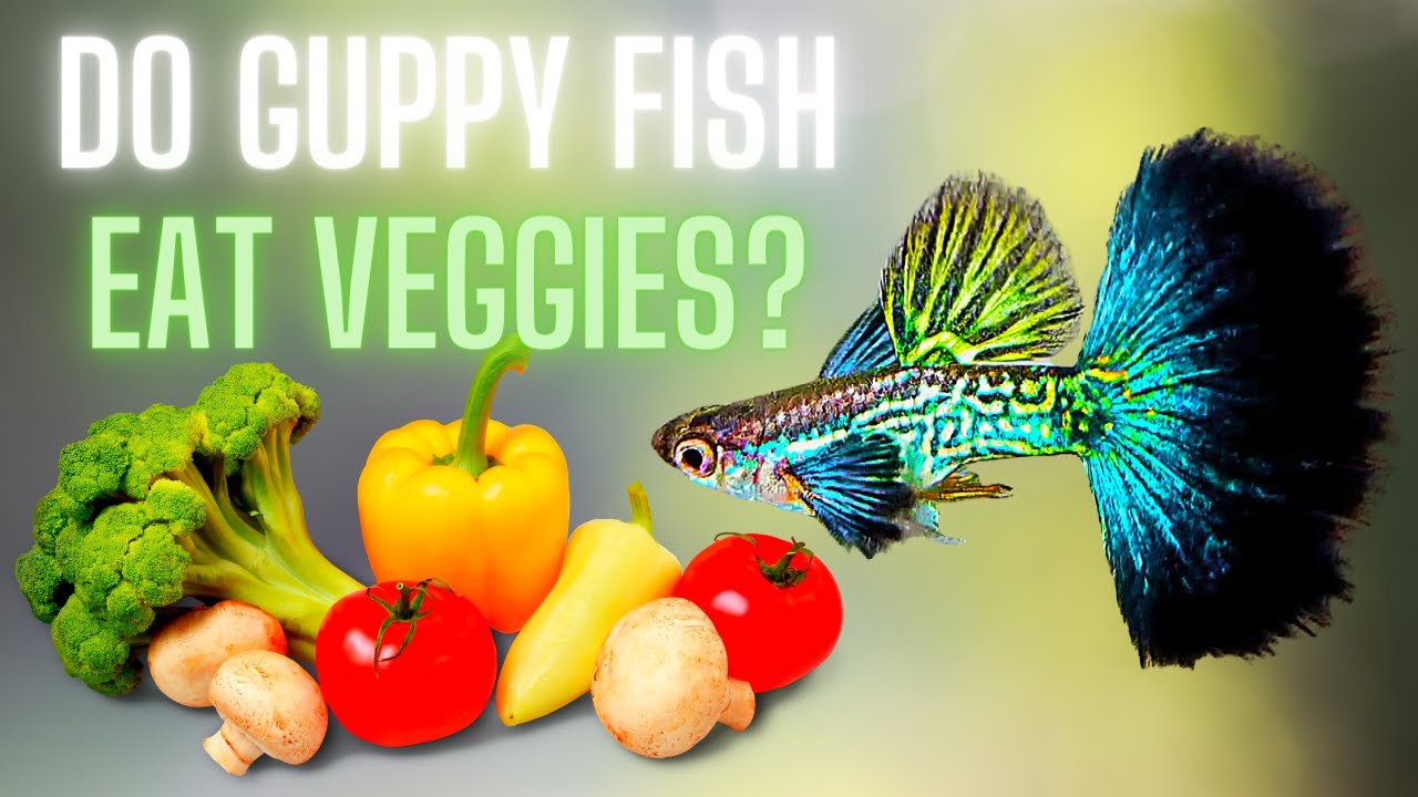 What Vegetables Can Guppies Eat