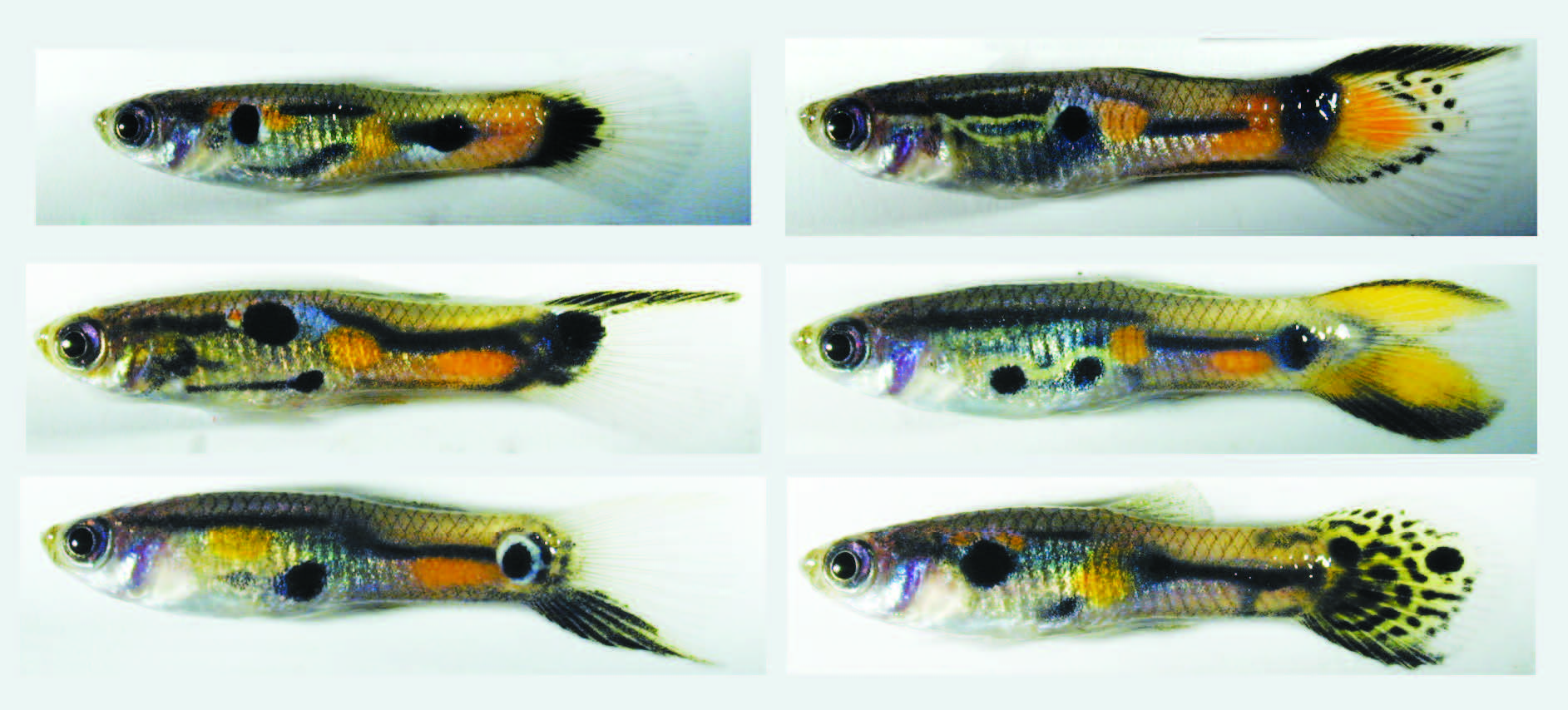 When Do Male Guppies Get Their Color