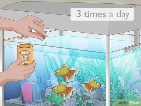 When to Feed Goldfish