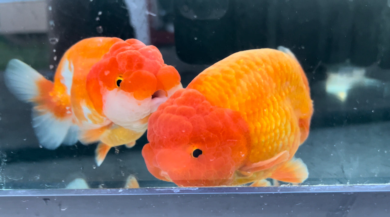 Where to Buy Ranchu Goldfish