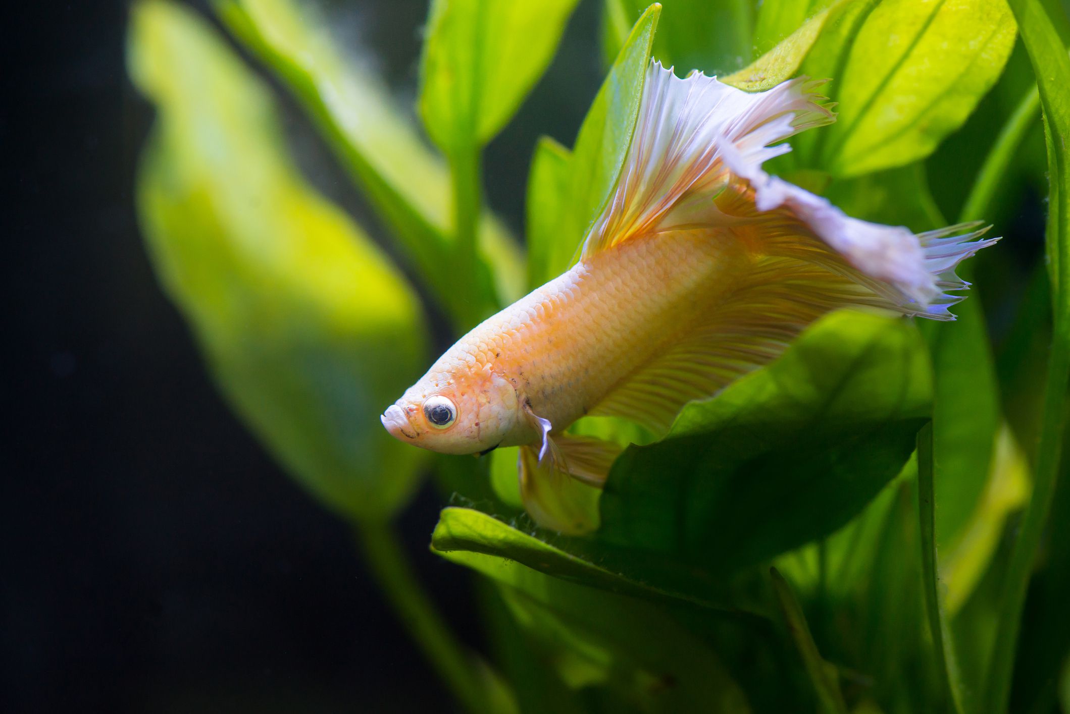 Why Do Bettas Sleep A Lot