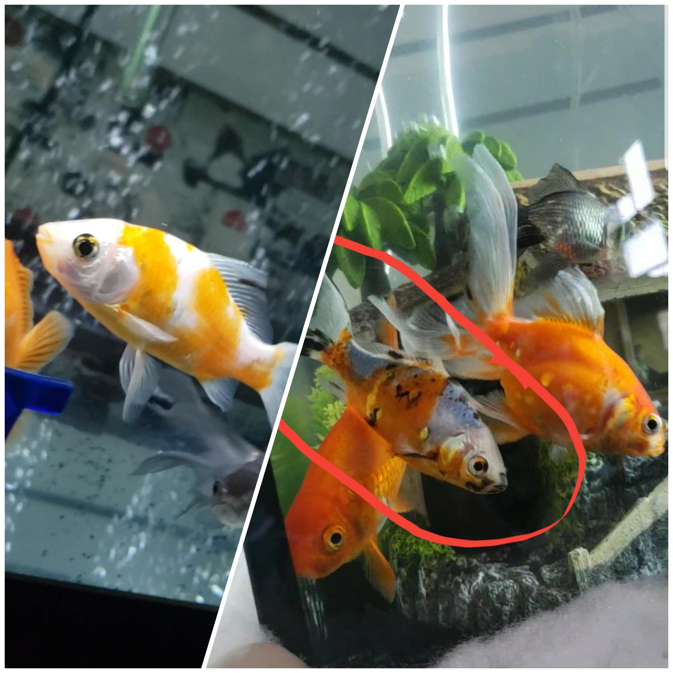 Why Do Goldfish Change Color