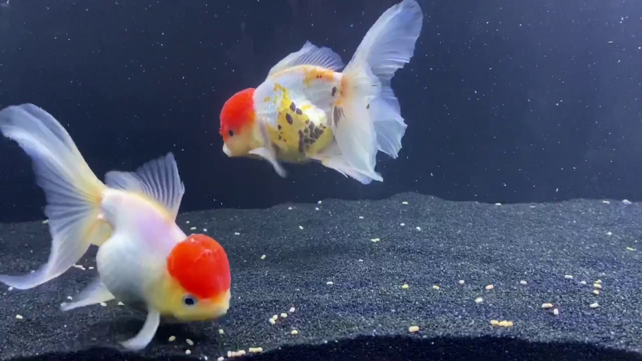 Why Do Goldfish Chase Each Other