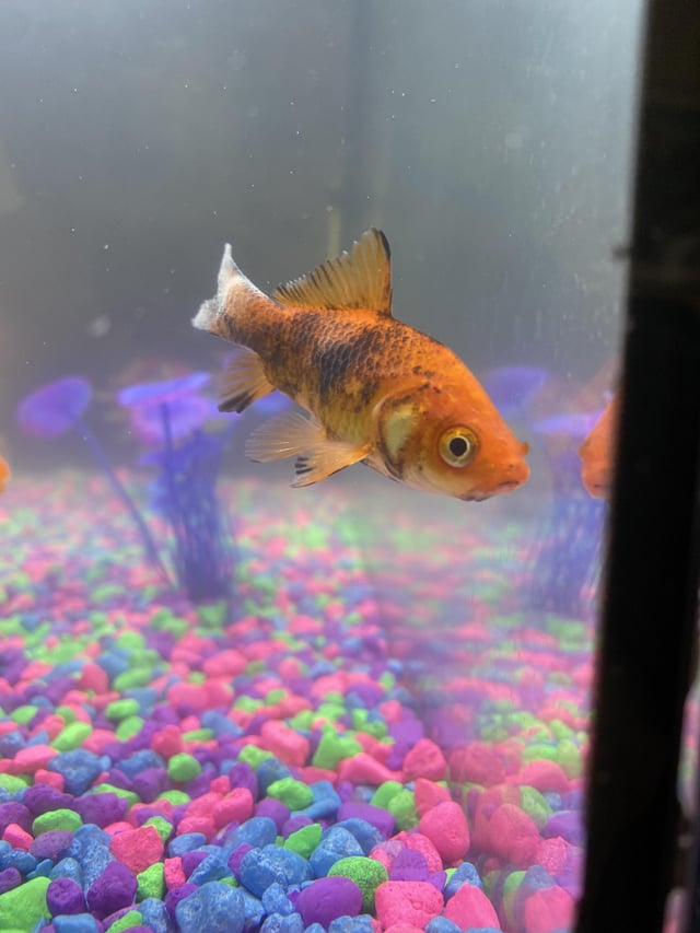 Why Do Goldfish Turn Black