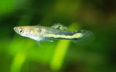 Why Do Guppies Swim Up And down