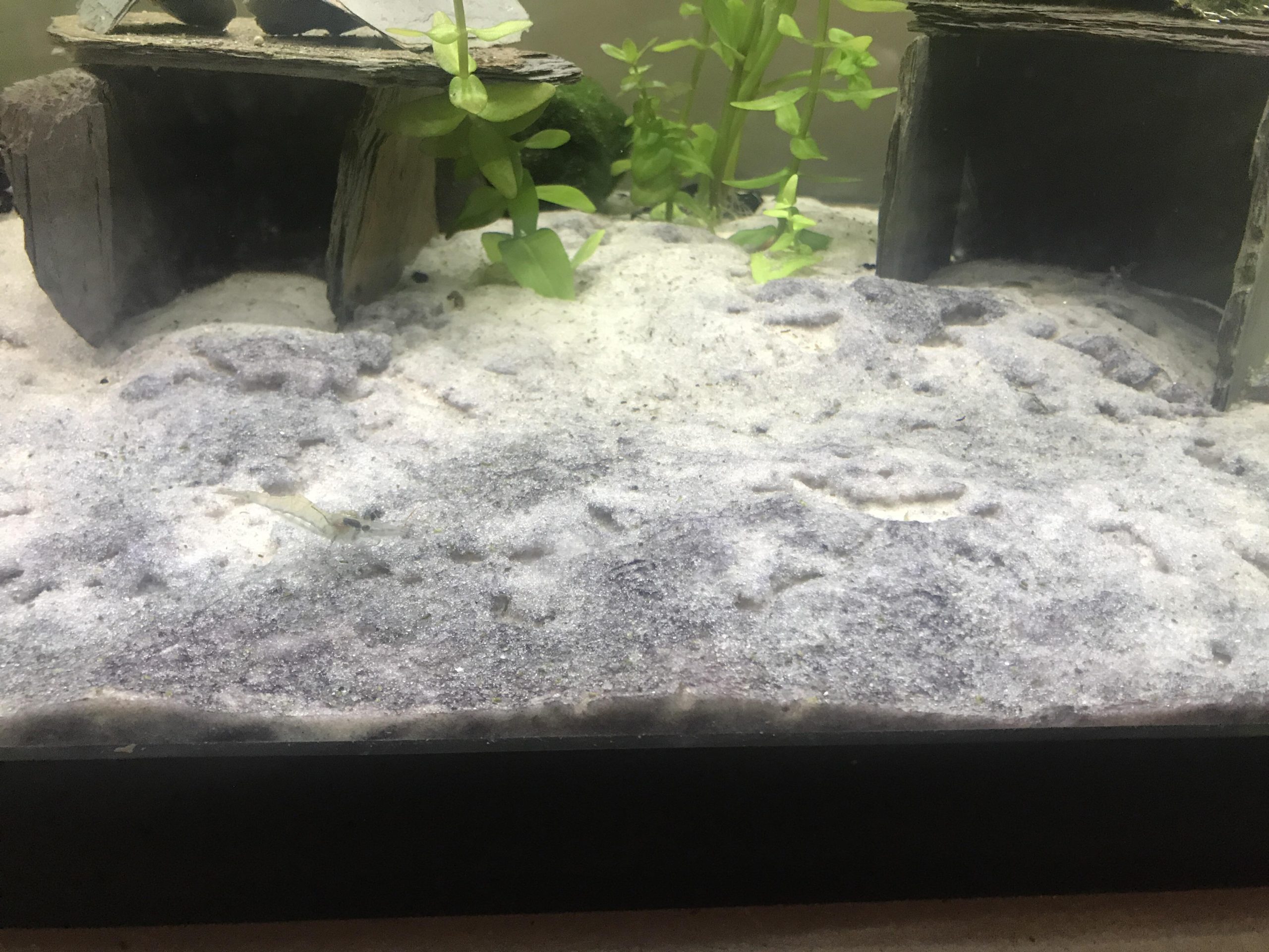 Why Does Aquarium Sand Turns Black