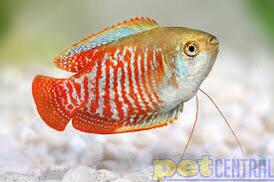 Why Dwarf Gouramis Can’T Live Alone