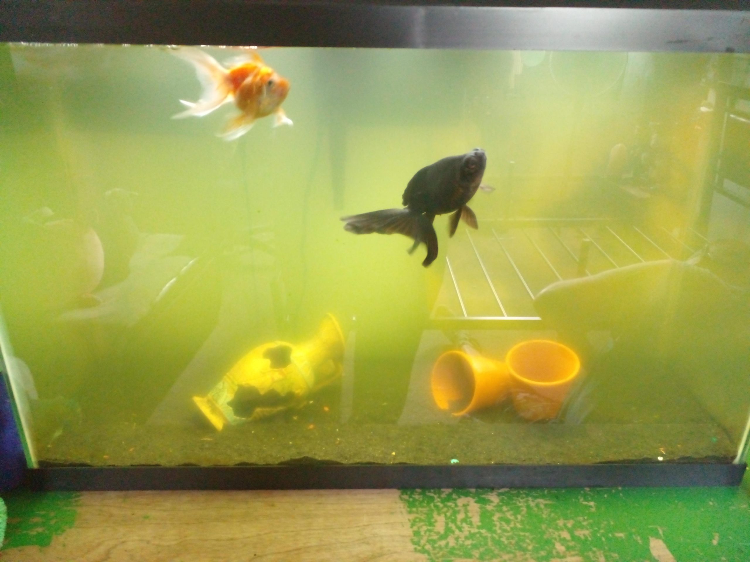 Why is My Goldfish Tank Cloudy
