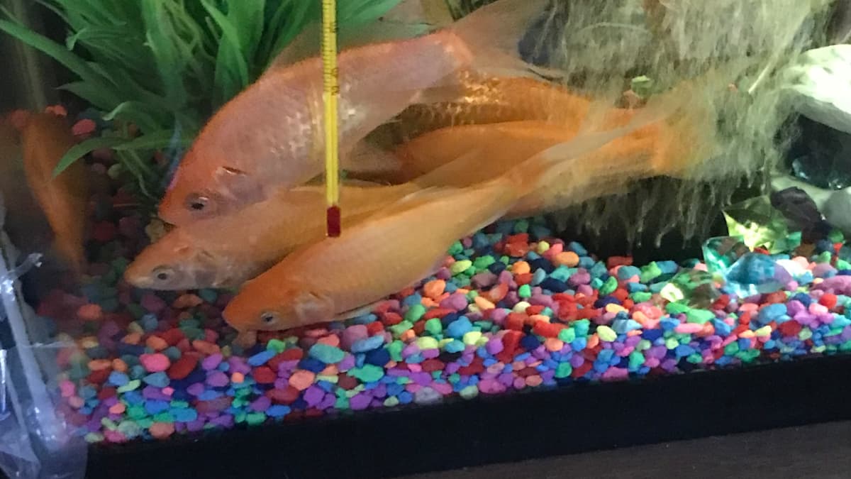Why is My Goldfish Turning White