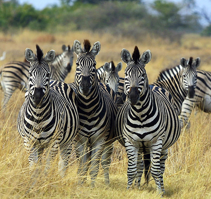 Are Zebra Endangered