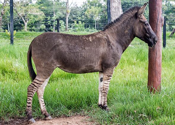 Can a Donkey And a Zebra Mate