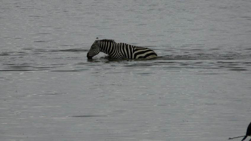 Can a Zebra Swim